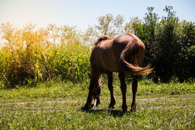 Horse in a field