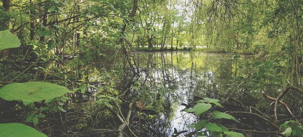 Plants by lake in forest