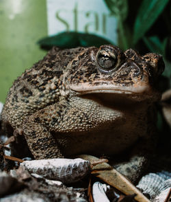 Close-up of a frog