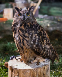 Close-up of owl perching on wood