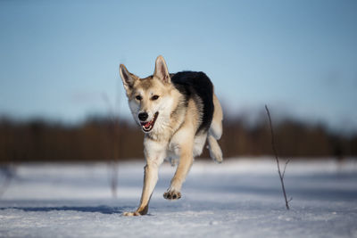 Dogs running on snow covered land