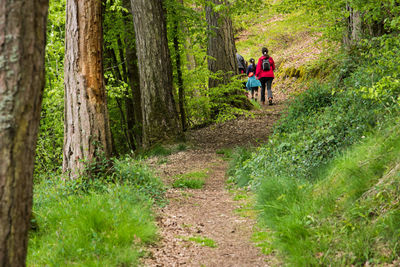 Rear view of family walking on footpath at forest