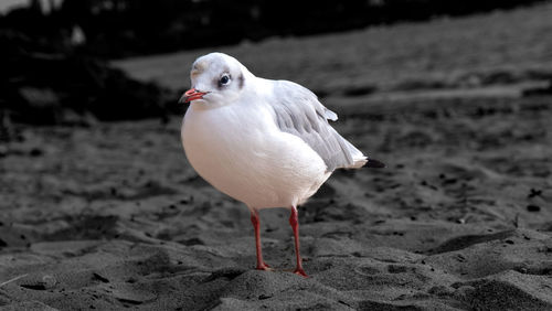bird