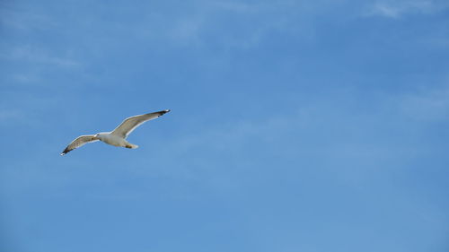 Low angle view of bird flying against blue sky