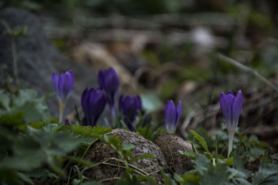 Close-up of purple crocus flowers