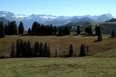 Scenic view of trees on field against sky