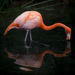 Flamingo foraging in lake