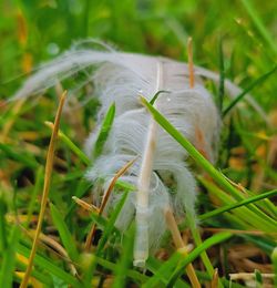 Close-up of white feather on plant