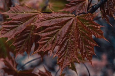 Close-up of plant