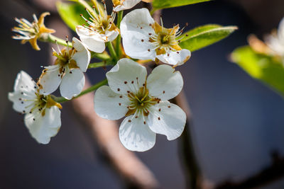 Close-up of cherry blossoms