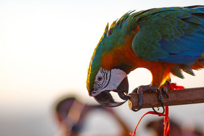 Close-up of parrot perching on a bird