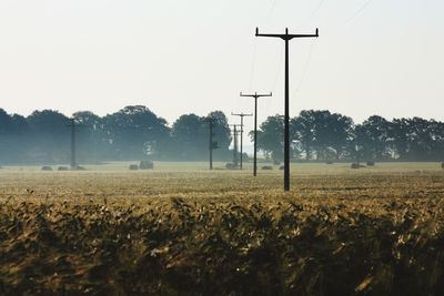 Scenic view of field against clear sky