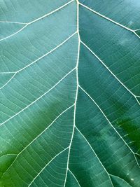 Full frame shot of green leaves