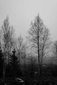 Trees on landscape against sky