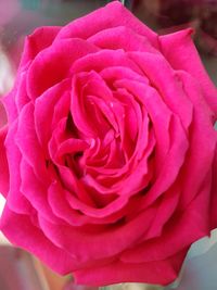 Close-up of fresh pink rose