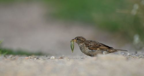 Close-up of bird perching