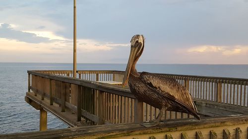 Bird perching on railing by sea against sky during sunset