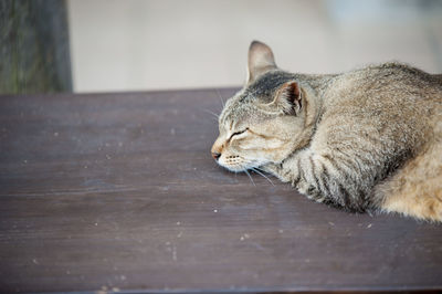 Close-up of cat