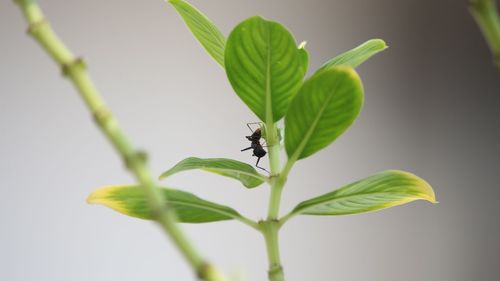 Close-up of insect on leaf