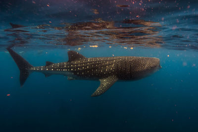 Fish swimming in sea