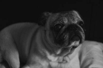 Close-up portrait of dog at home