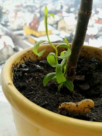 Close-up of potted plant