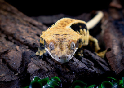 Close-up of lizard