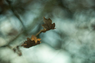 Close-up of dry maple leaves on plant