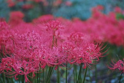 Close-up of pink flowering plant