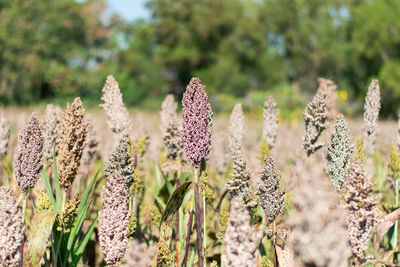Close-up of purple flowering plants on field