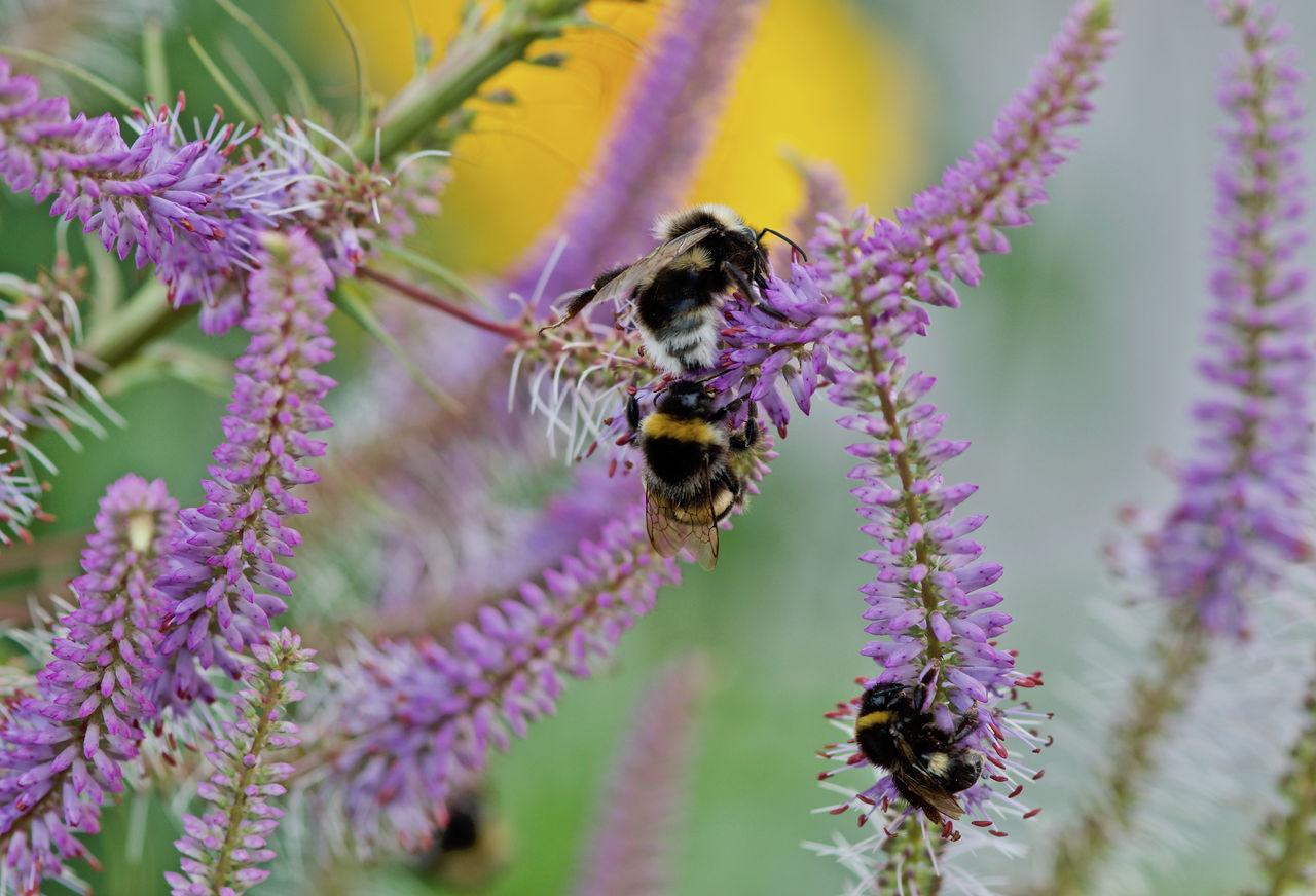 Three bumblebees