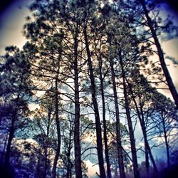 Low angle view of trees in forest against sky