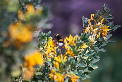 Close-up of bee on yellow flowering plant