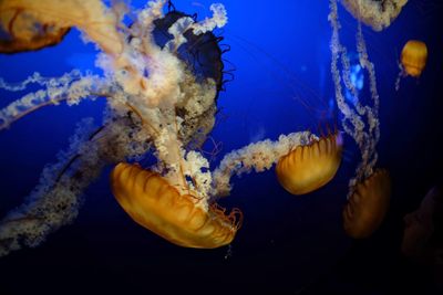 Close-up of jellyfish in sea