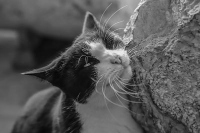 Close-up portrait of cat