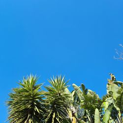 Low angle view of palm trees against clear blue sky