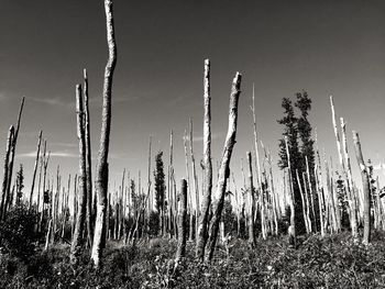 Crop growing in field