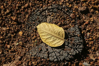 High angle view of dry leaf on pebbles
