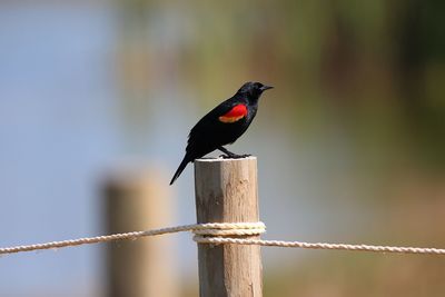 Close-up of bird perching on wooden post