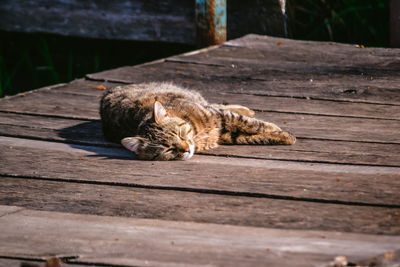 Cat lying on wood