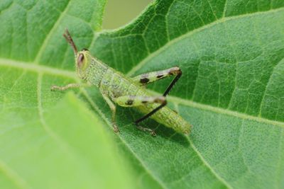 Close-up of insect on leaf