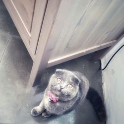 High angle portrait of cat by window