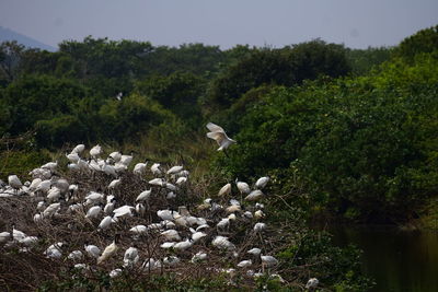 High angle view of birds on field