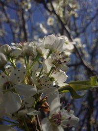 Close-up of white flowers