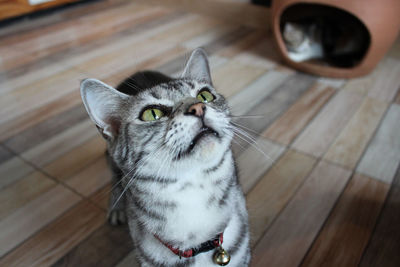 High angle view of cat looking away