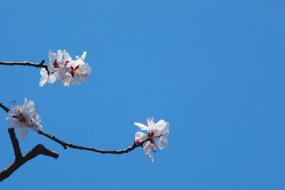 Low angle view of white flowers against clear blue sky