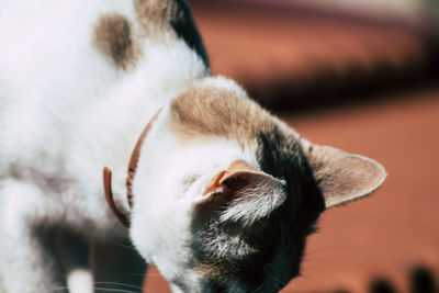 Close-up of a dog