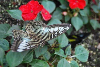 Close-up of butterfly on flower