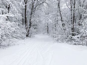 Snow covered land and trees in forest