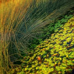 Close-up of plants